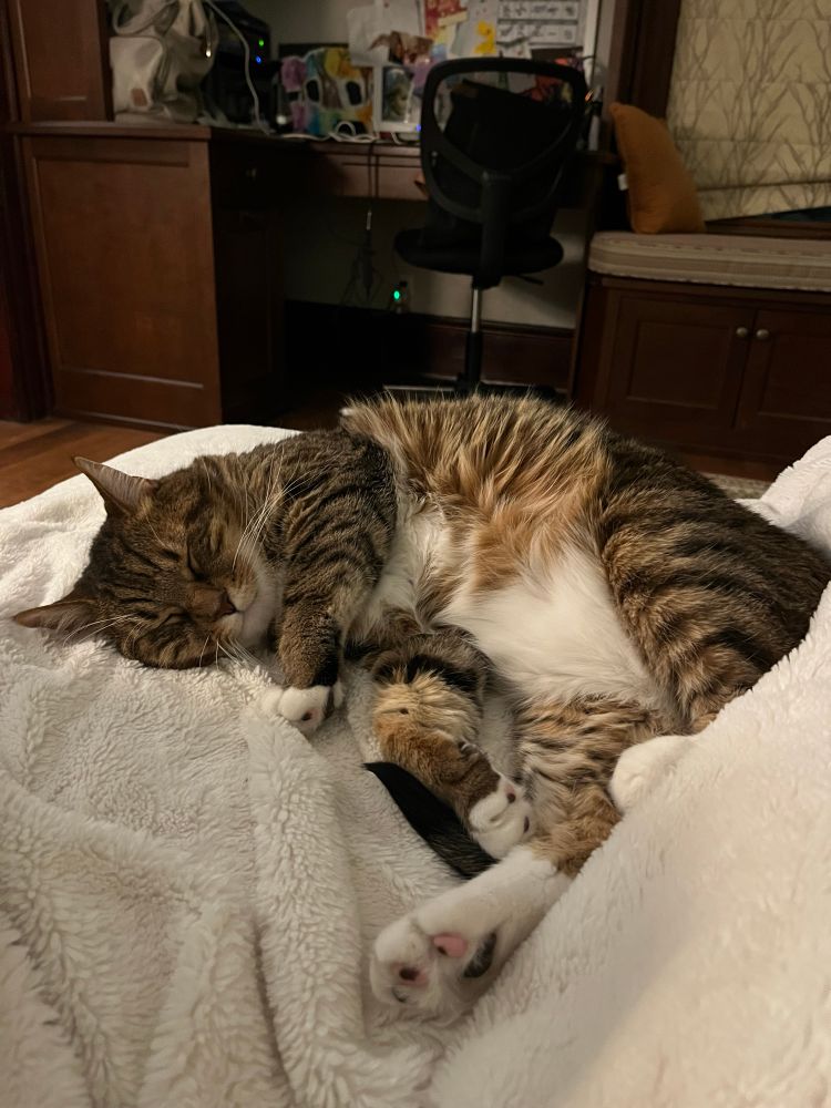 Brown and white tabby cat snoozing on a white blanket.