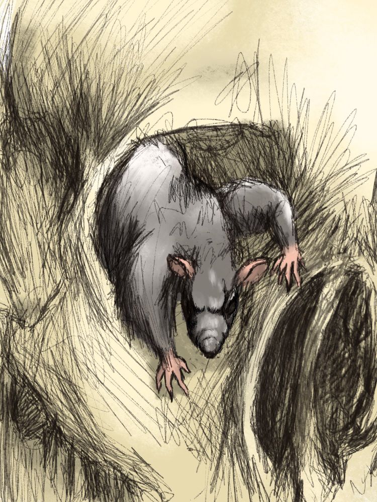 Sketchy styled drawing of a gray rat with pinkish ears and paws crawling out of the eye socket of a human skull