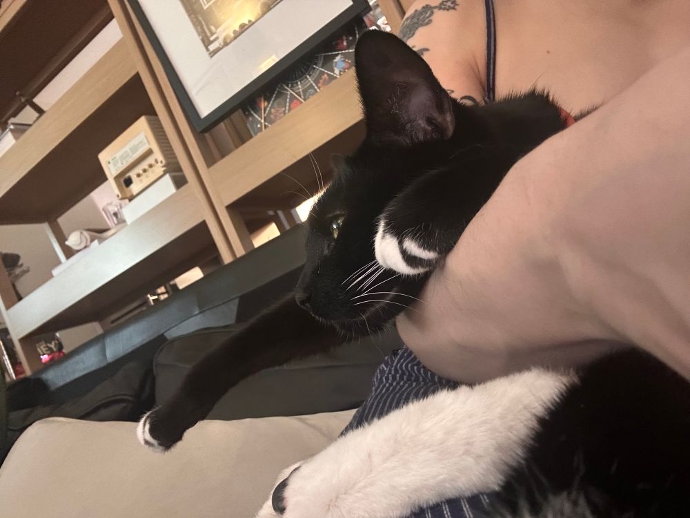 A tuxedo cat speaking on an arm getting held back as he sits on a too small lap