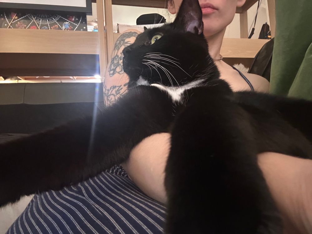 A tuxedo cat looking off as he sits on a small lap
