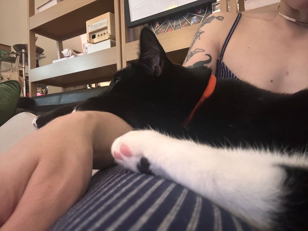 A tuxedo cat putting his head down dejected as he sits on a too small lap