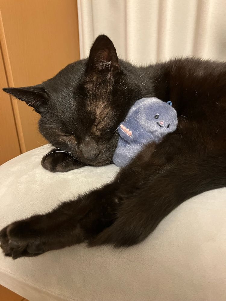 黒猫のけやきの写真。手のひらサイズのもぐらのぬいぐるみに顔を寄せて眠っている。