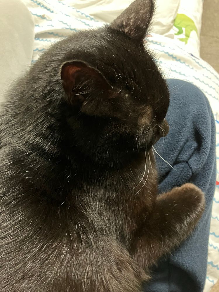 黒猫のけやきの写真。飼い主の膝の上で眠っている。