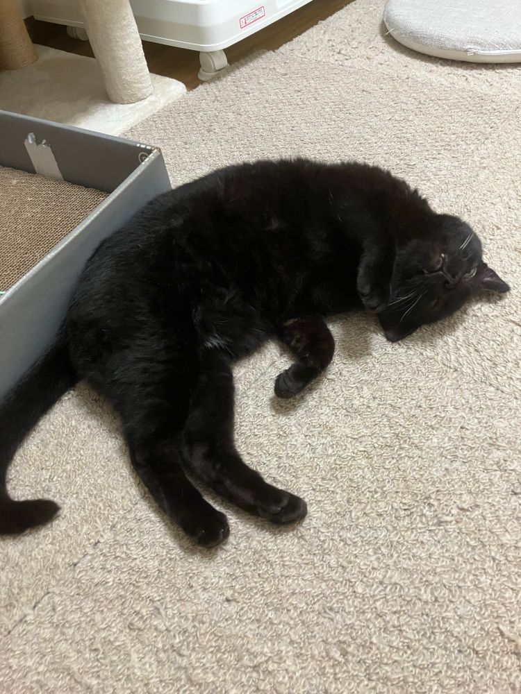 黒猫のけやきがなんか仰向けの写真
