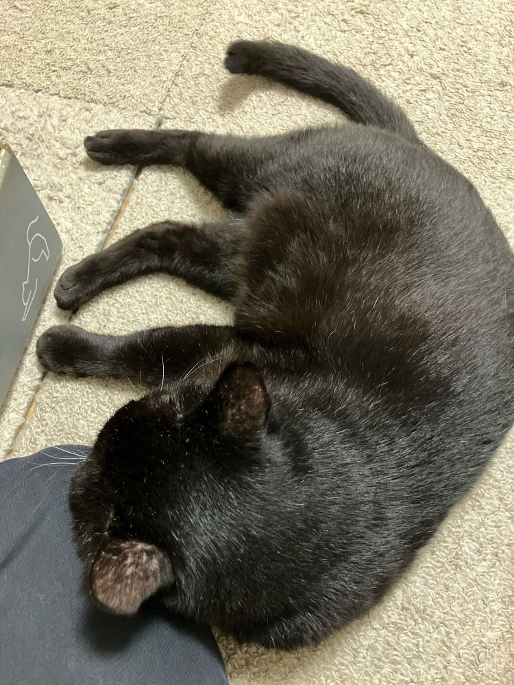黒猫のけやきの写真。飼い主の左膝に頬を寄せて眠っている。