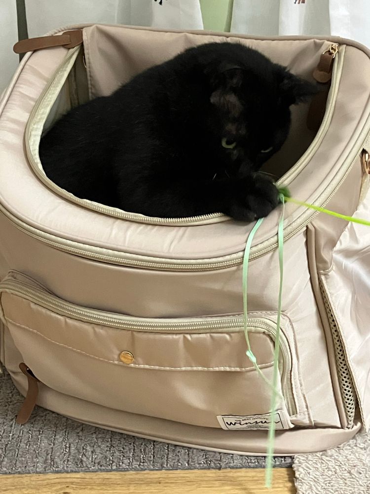 黒猫のけやきの写真。猫用キャリーから真剣な顔で猫じゃらしを捕まえている。