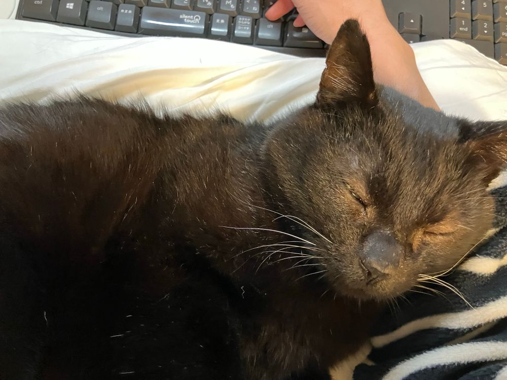 黒猫のけやきの写真。飼い主の右腕に頭を預けて気持ちよさそうに眠っている。