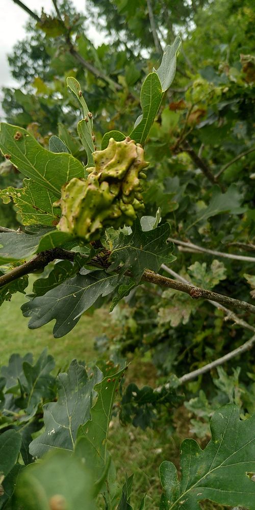 Among dark green oak leaves, a monstrously lumpy & crested shape