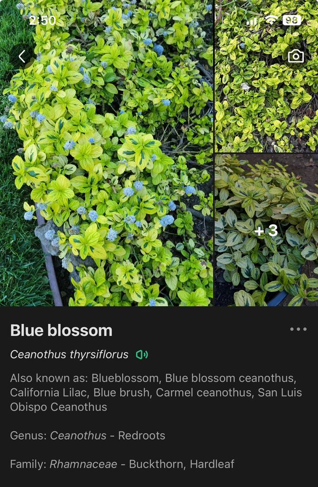 Screenshot from the app Picture This:

Blue blossom
Ceanothus thyrsiflorus

Also known as: Blueblossom, Blue blossom ceanothus, California Lilac, Blue brush, Carmel ceanothus, San Luis Obispo Ceanothus

Genus: Ceanothus - Redroots

Family: Rhamnaceae - Buckthorn, Hardleaf