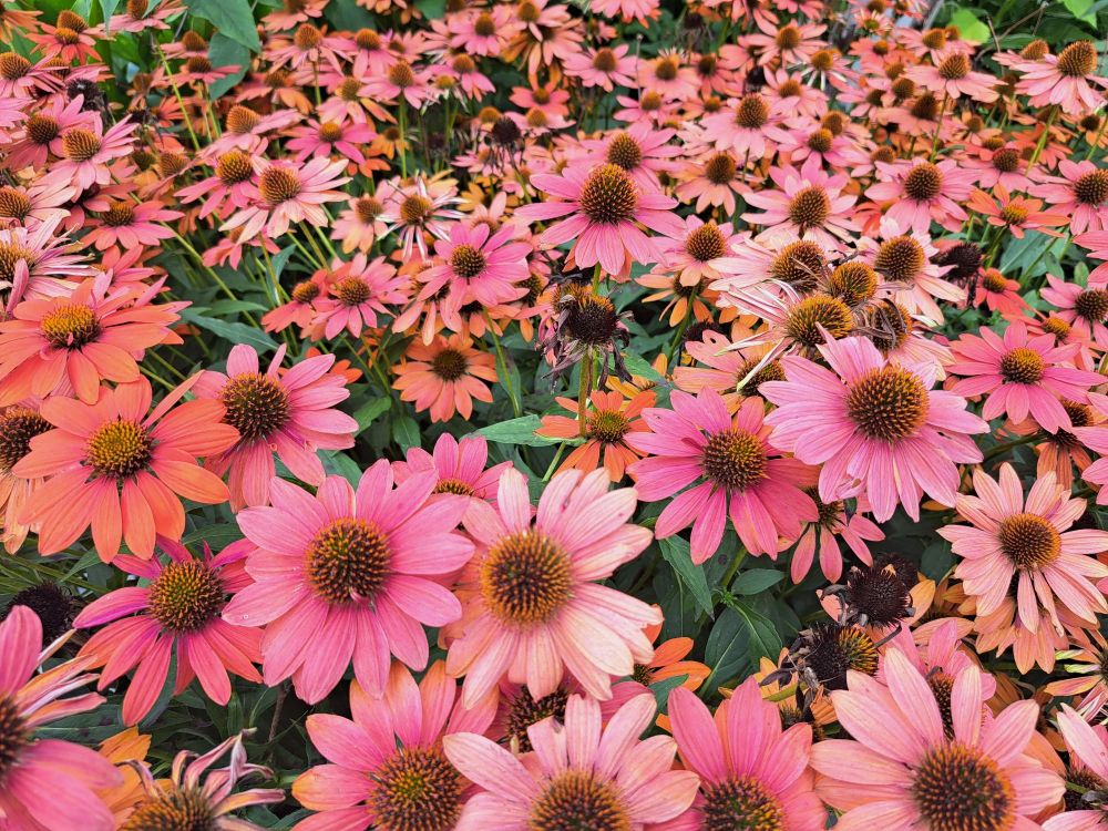 A border of pink flowers.