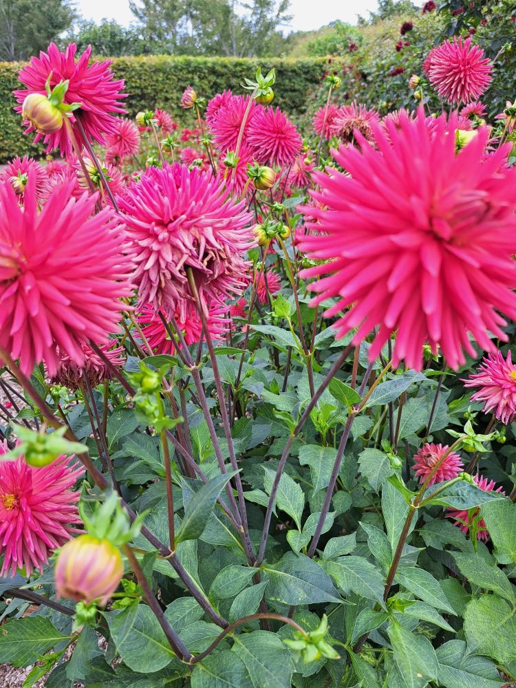 Pink dahlias.