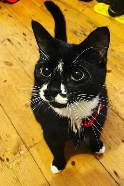 A black and white cat looking endearing.