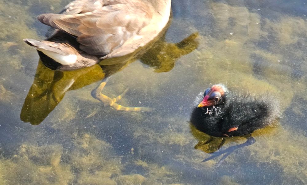 Baby moorhen, about wren-sized.