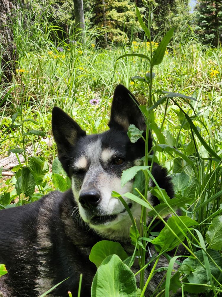 Black and white husky-heeler dog lying in green leafy plants and grass. Body pointing to the right but head tipped to the left, showing a brown eye.