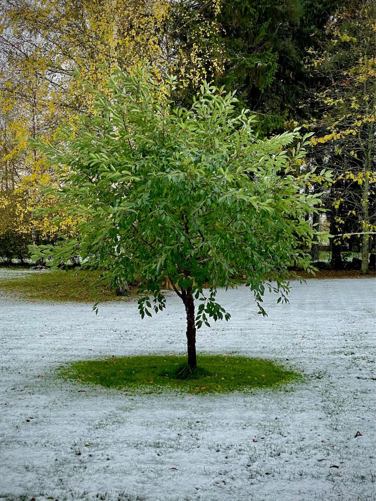 A green cherry tree surrounded by newly fallen snow