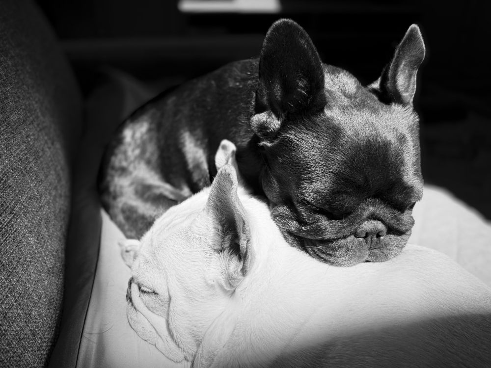 Black French bulldog laying her head a on white French bulldog while both bask in the sun.