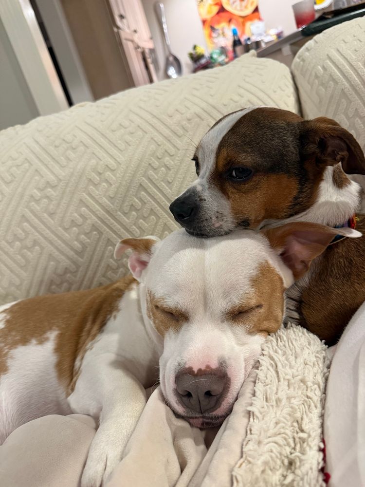 Sarge resting his chin on a much bigger sleeping pit mix’s head 