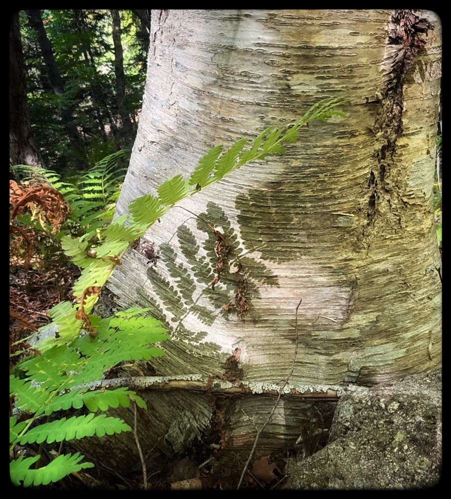 A green fern has its shadow displayed on the white trunk of a tree.