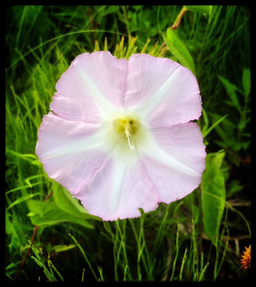 A pink petaled flower in the grass.