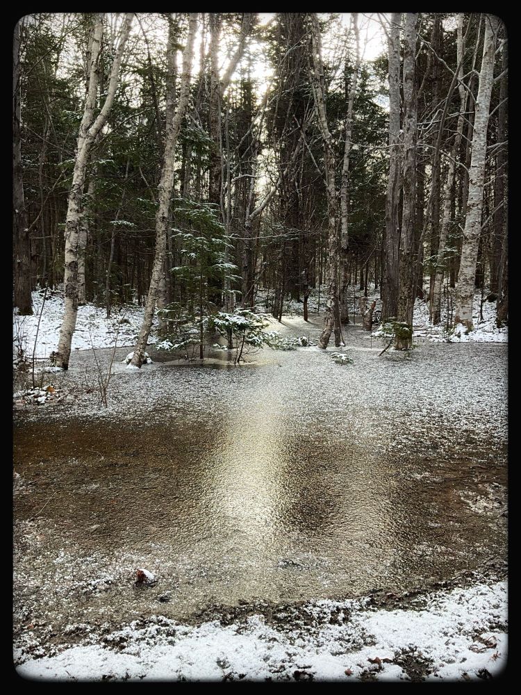 Light shines across a frozen puddle that several trees stand in at the back. Snow is evident at the edge of the picture.