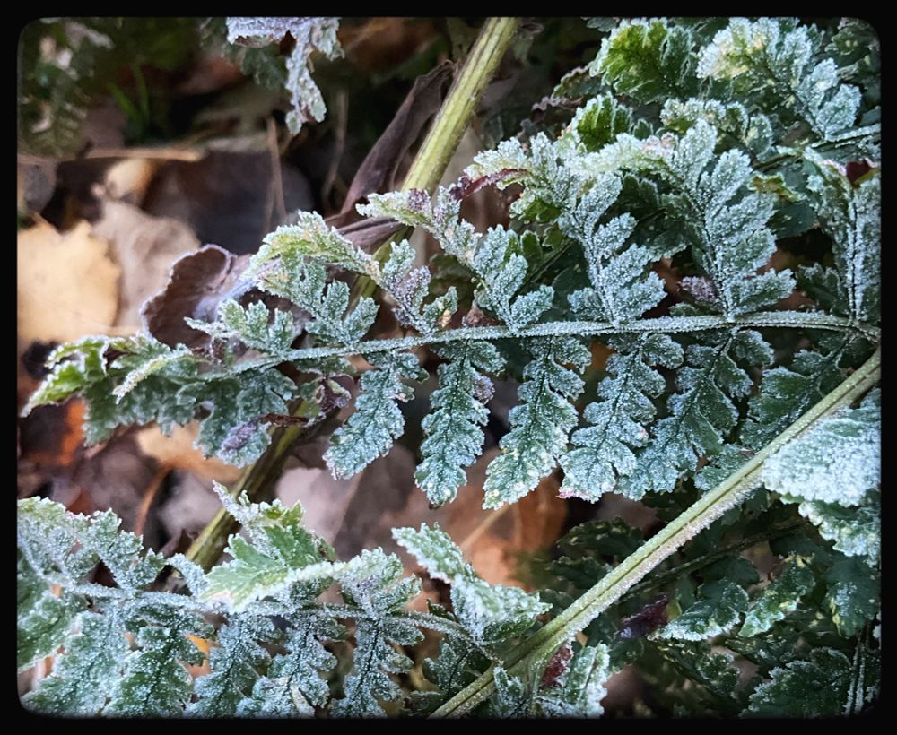 Frost covered ferns.