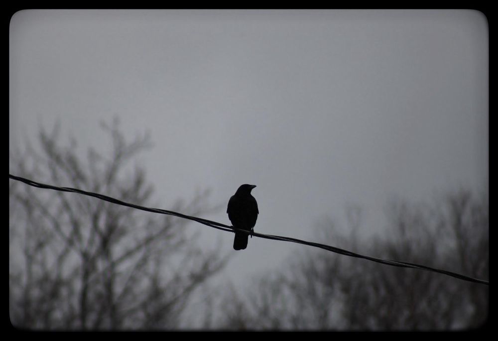 A crow silhouette on a thin wire.