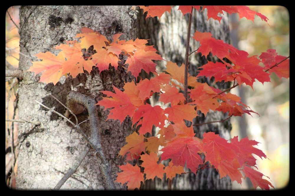 Red maple leaves against the white bark of a tree.