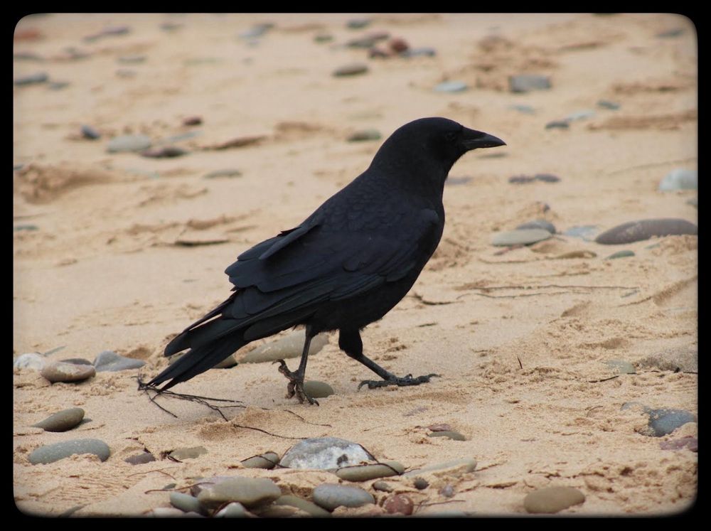 A crow walks along sand that has small stones scattered.