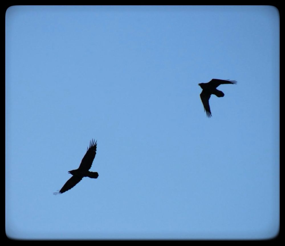 Two crows silhouetted in flight against a blue sky.