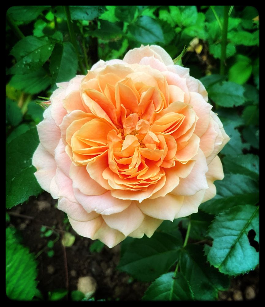 A mass of deep peach petals radiating outwards into lighter pink. The background is dark green leaves.