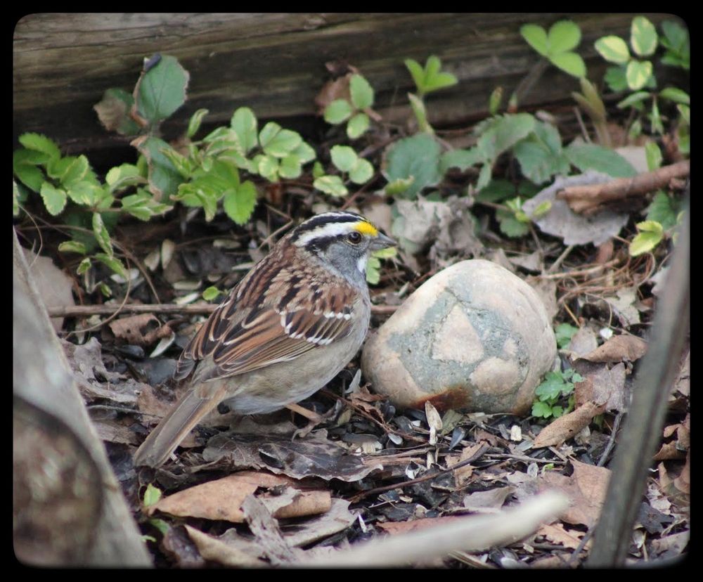 A small bird sits near a slightly smaller rock.