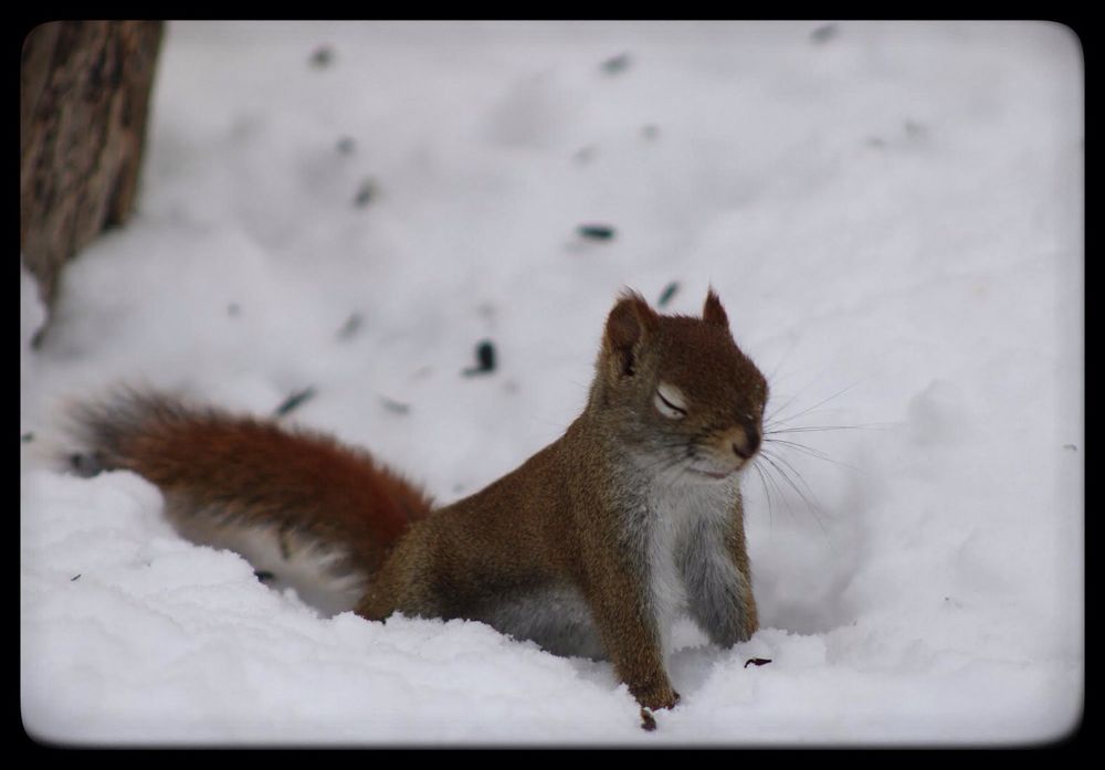 A squirrel in the snow with his eyes closed.