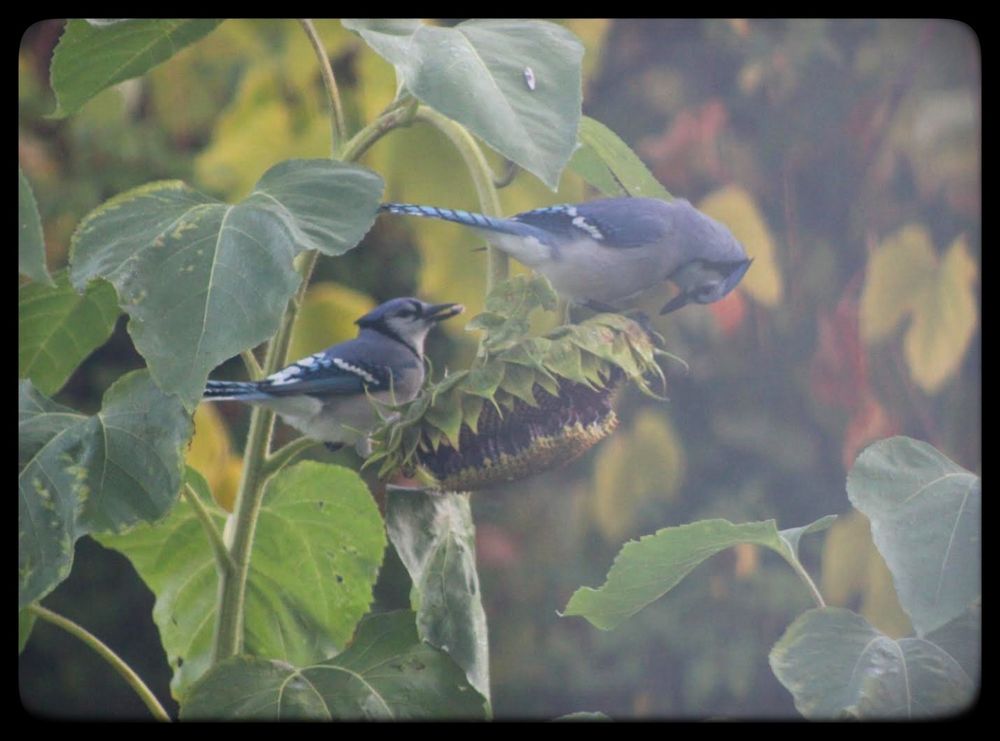 Two blue jay birds perch on a sunflower that is now bereft of petals but full of seeds.