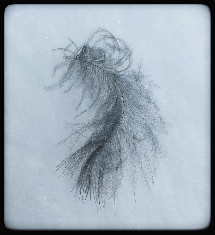 A fuzzy feather lies in the snow.