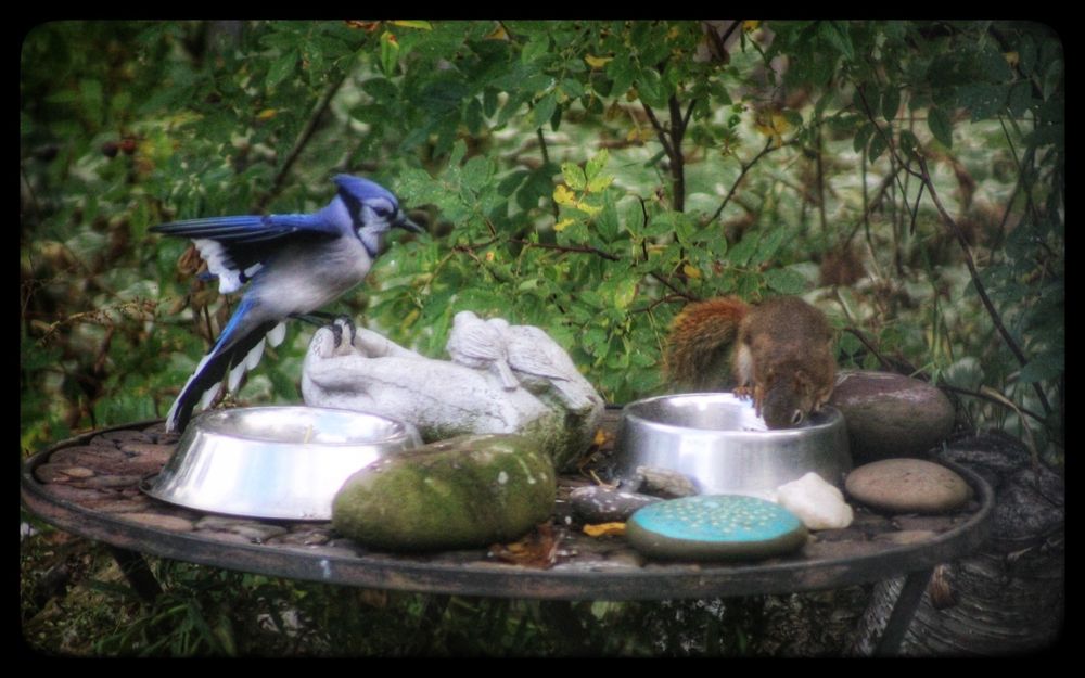 A bluejay perches on the stone carving of a hand and watches a squirrel feed from a silver bowl.
