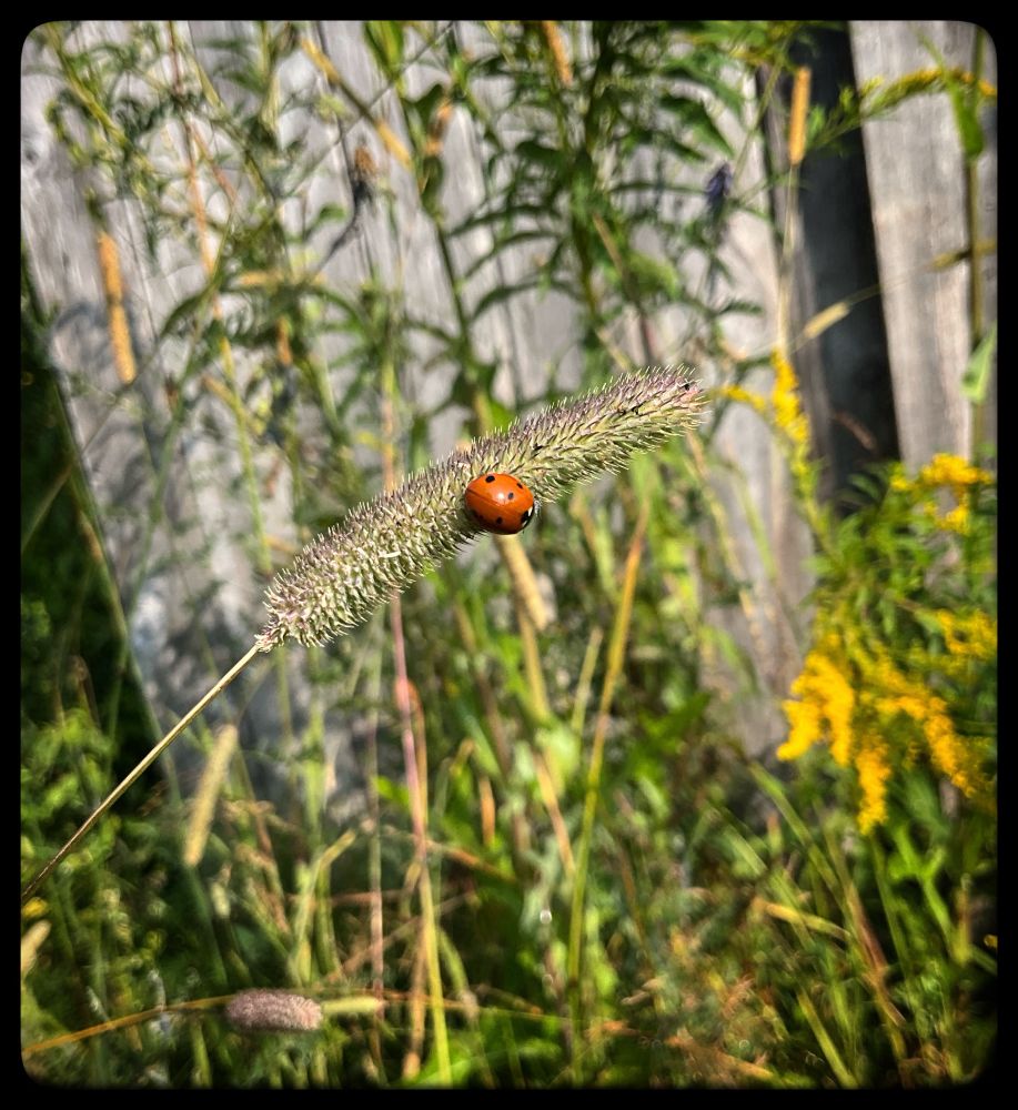 A ladybird sitting on a wild grass.