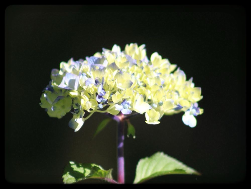 A hydrangea flower highlighted by sun.