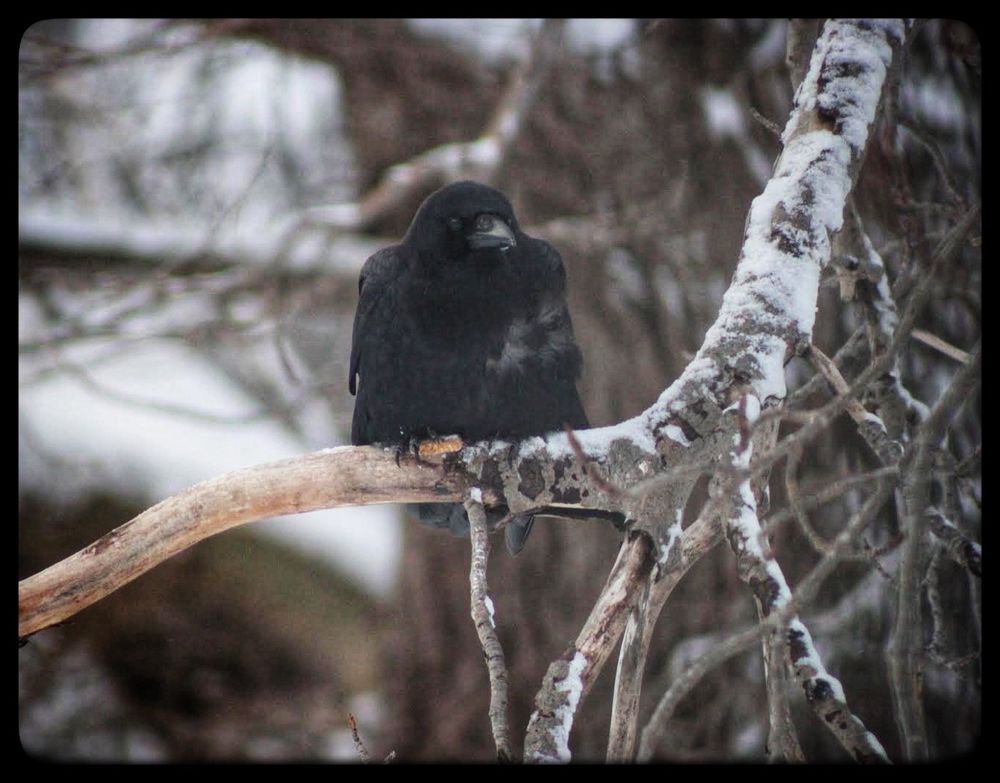 A crow sits on a snow edged branch.
