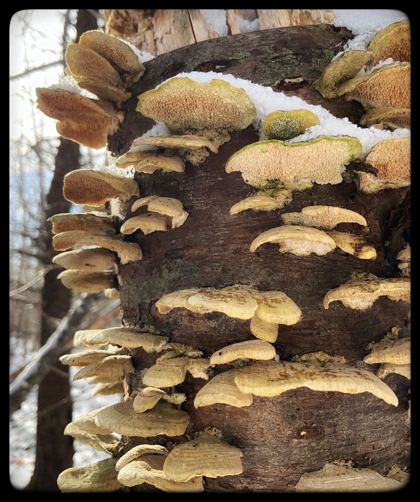 Fungi along a tree stump. Snow is visible.