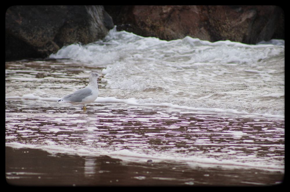 A seagull stands in shallow sea water as the tide stretches out.
