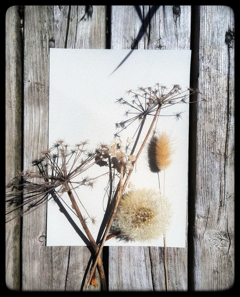 Dried seed heads and dandelion clock on paper on a wooden background.