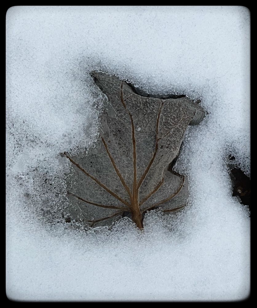 A leaf with branching off veins is revealed in the snow.