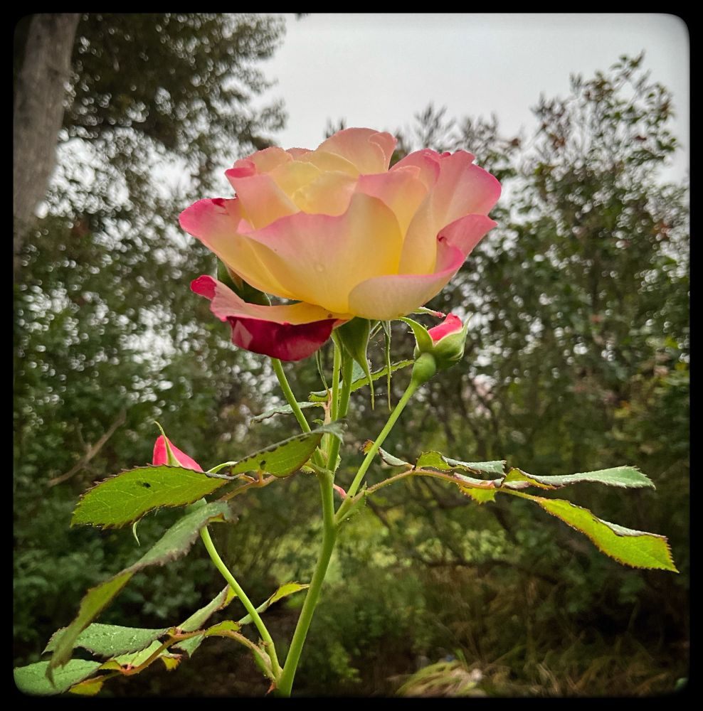 A rose with light yellow petals that are tinged in pink.