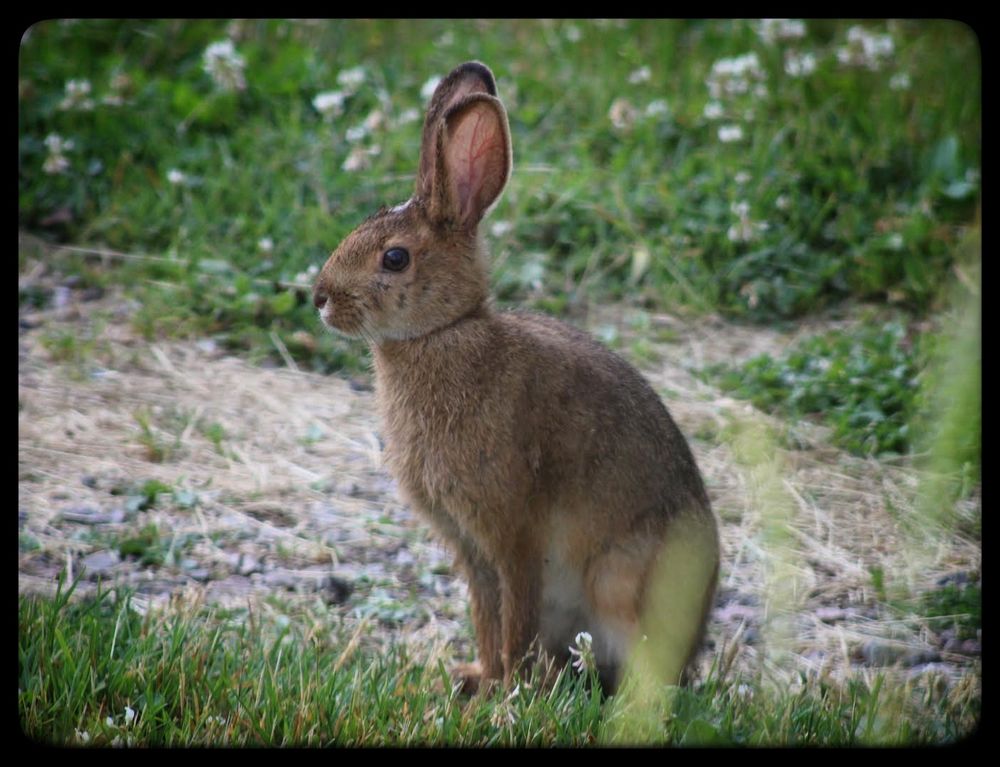 A young Hare or some may say Rabbit..sits on a grassy verge.
