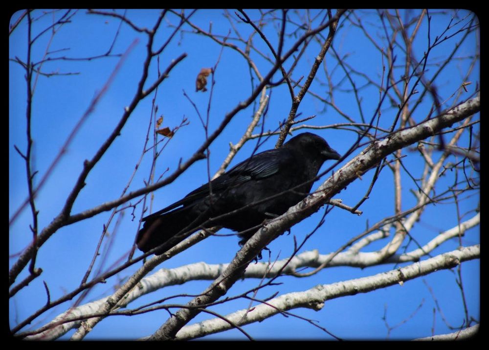 A crow sits on a branch.
