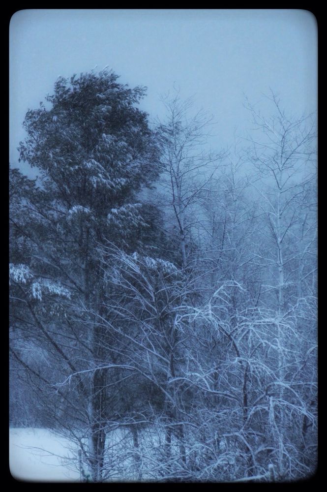 Trees are dusted with snow.