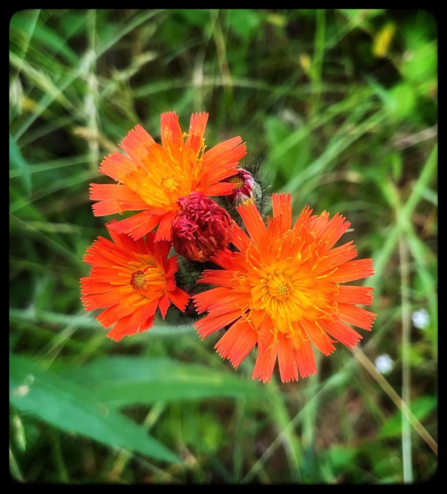 Three bright orange flowers with square edged petals, cluster together amidst the green.