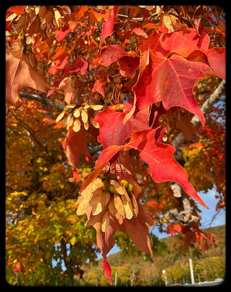 Bright red leaves and sycamore seeds.