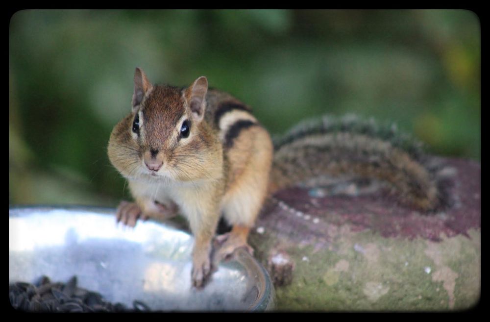 A chipmunk sits on the rim of a silver bowl full of birdseed…bowl and chipmunk full of birdseed..