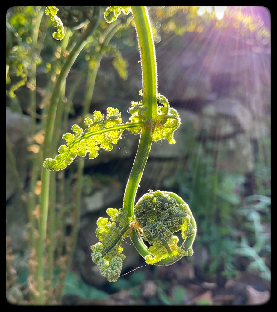 A fern still curled hangs down. The sun shines in thin lines from the top right corner.